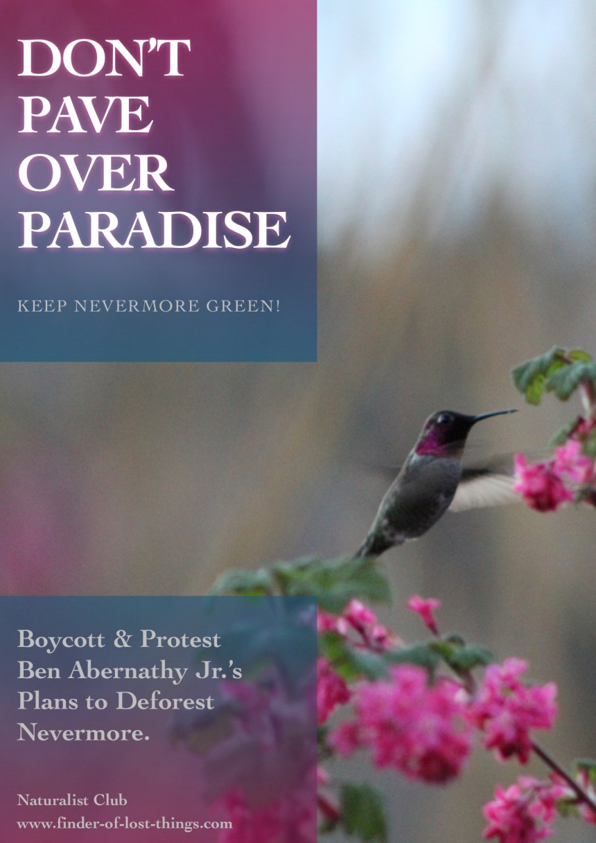 humming bird -dpop protest postcard jpg